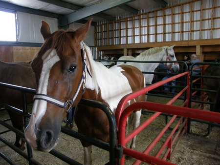 Horses of all types can be found at the Lachute Farmers Market